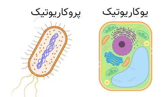 انواع میکروارگانیسم