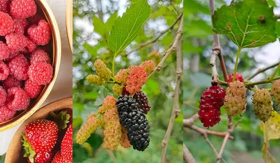 توت برای ترمیم زخم