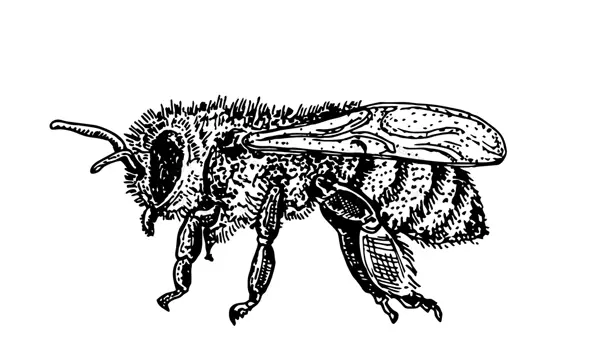 درمان زخم با عسل زنبور عسل