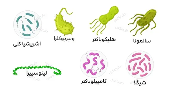 میکروارگانیسم های درون آب