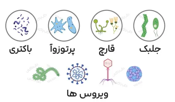 انواع میکروارگانیسم ها